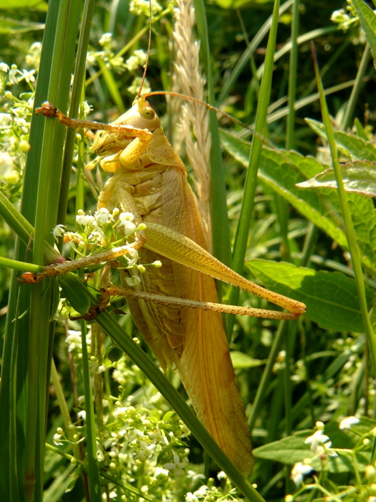 Cavalletta emiliana